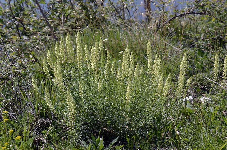Reseda lutea / Reseda comune